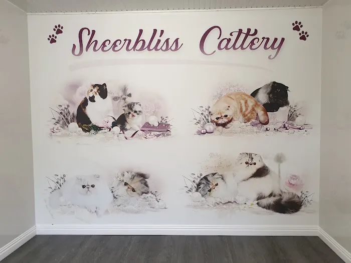 Sheerbliss Cattery Picture 2