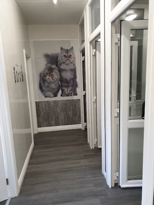 Sheerbliss Cattery Picture 3