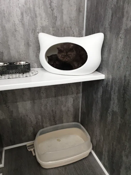 Sheerbliss Cattery Picture 4