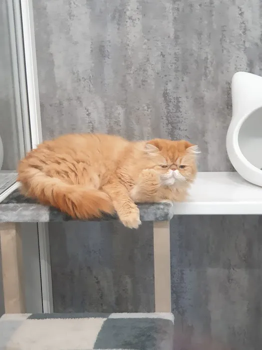 Sheerbliss Cattery Picture 5