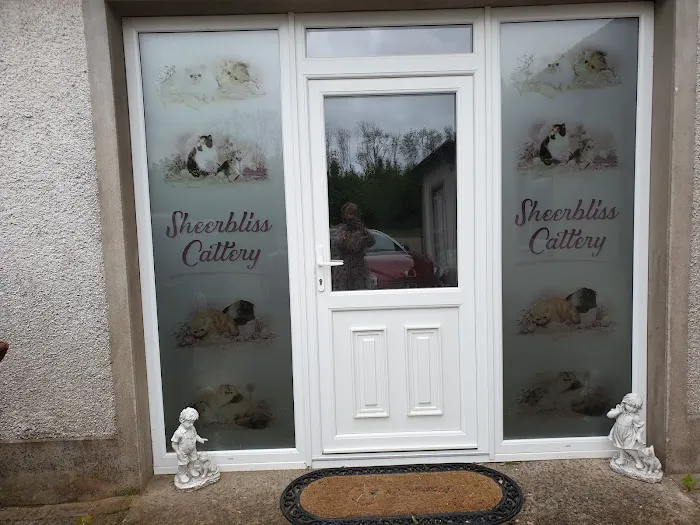 Sheerbliss Cattery Picture 8