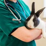 Clare Vet Group Carrickfergus