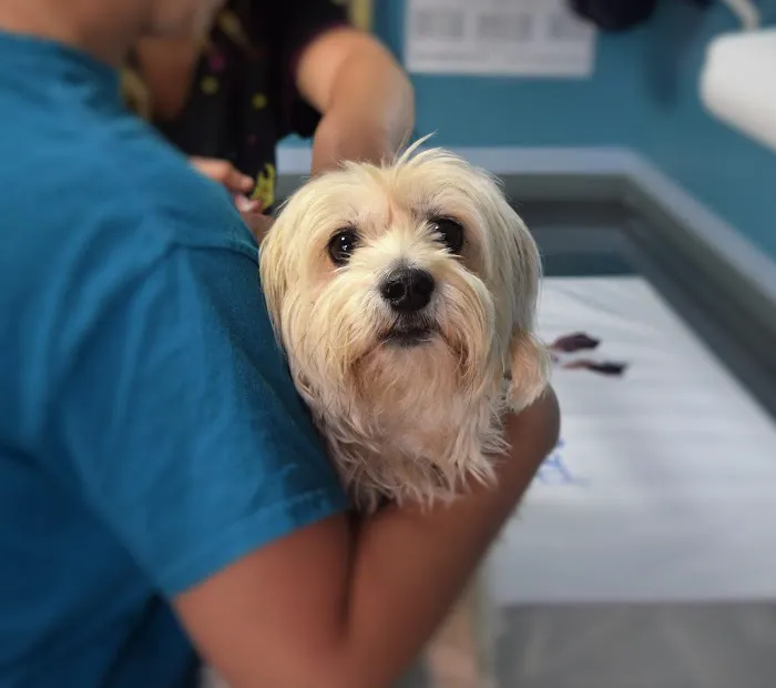 Clare Vet Group Carrickfergus Picture 9