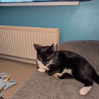 Kilwaughter Cattery ico