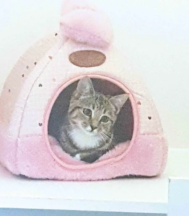 Kilwaughter Cattery Picture 4