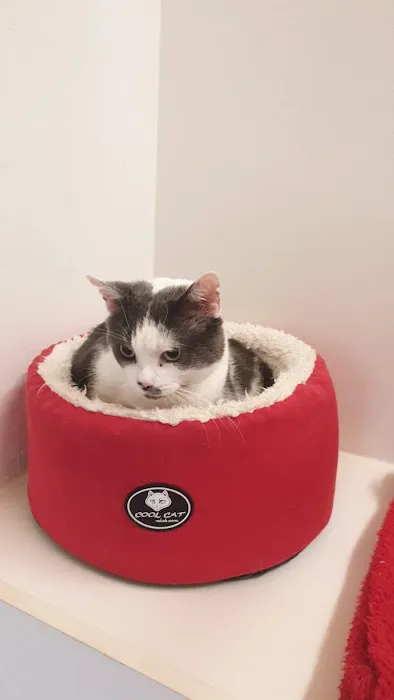 Kilwaughter Cattery Picture 5