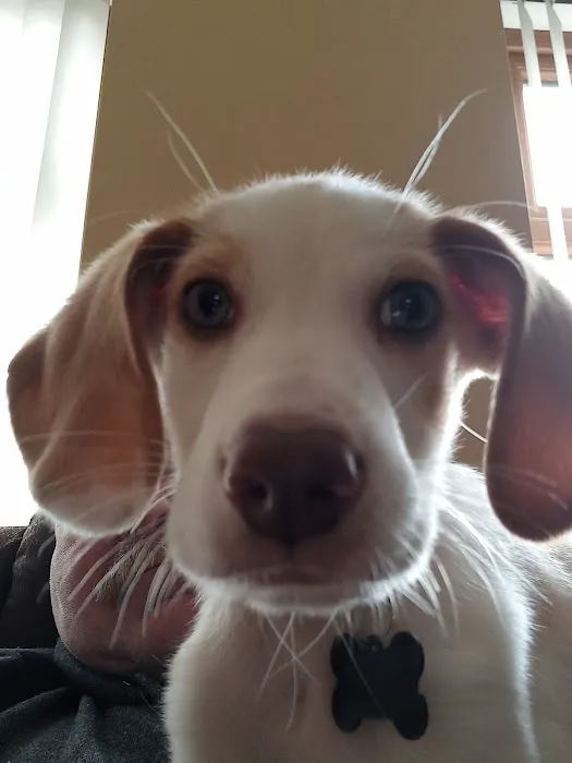 Pets at Home Bangor NI Picture 4