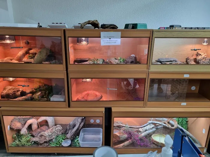 Newtownards Reptiles and pets supplies Picture 6