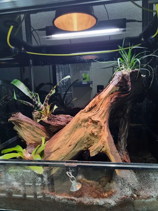 Newtownards Reptiles and pets supplies Picture 10