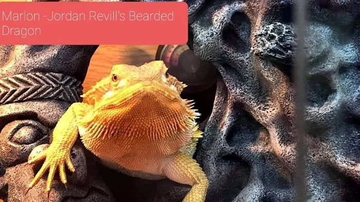 Exotics of the world LTD Picture 3