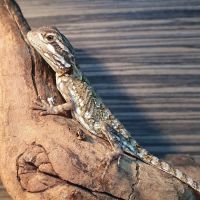 Exotics of the world LTD ico