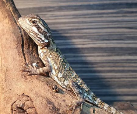 Exotics of the world LTD