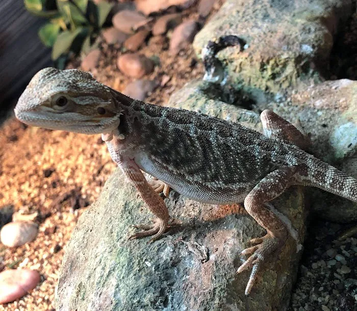 Exotics of the world LTD Picture 4