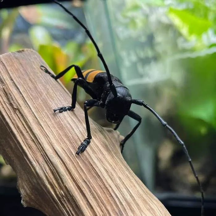 Exotics of the world LTD Picture 6