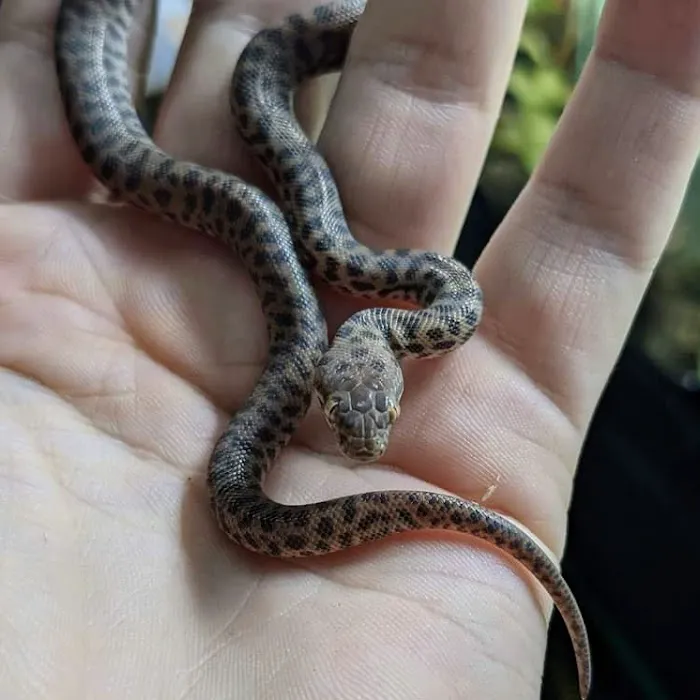 Exotics of the world LTD Picture 5