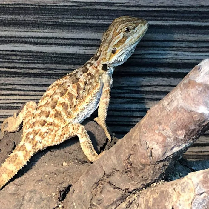 Exotics of the world LTD Picture 8