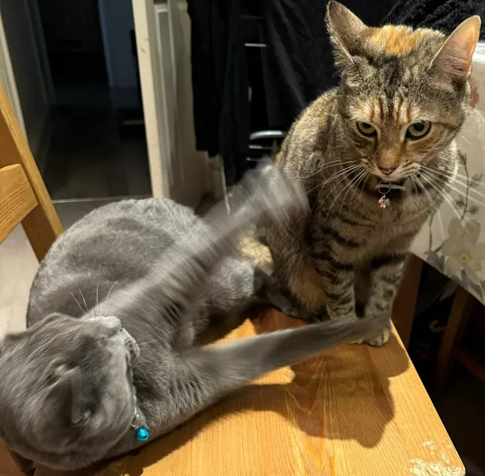 Monday Cattery Picture 3