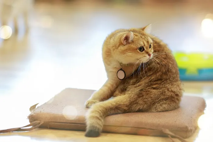Monday Cattery Picture 1