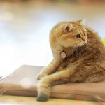Monday Cattery