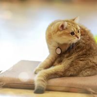 Monday Cattery ico