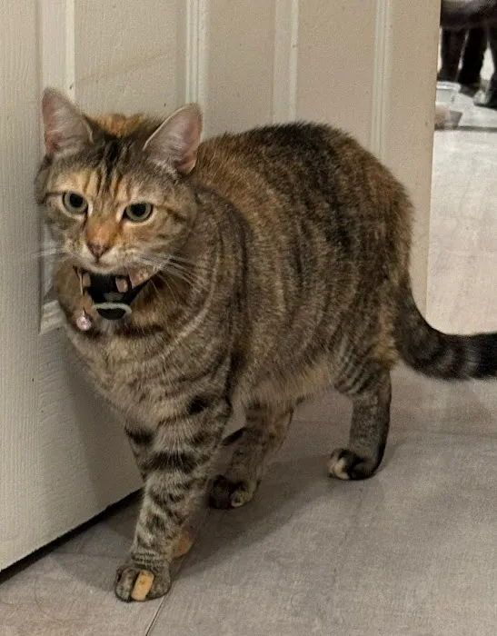 Monday Cattery Picture 4