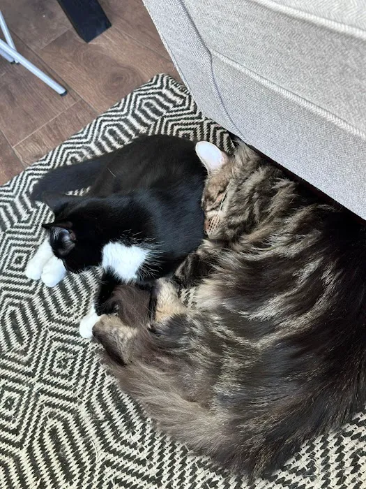 Monday Cattery Picture 6
