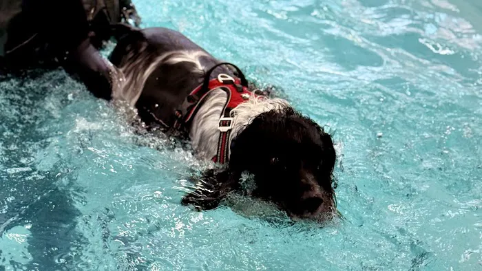 Leeds Canine Hydrotherapy Limited Picture 4