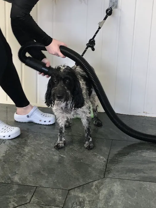 Leeds Canine Hydrotherapy Limited Picture 7