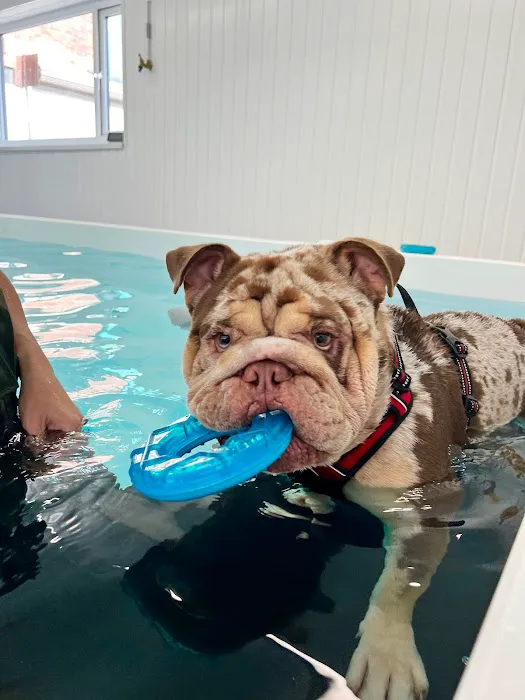 Leeds Canine Hydrotherapy Limited Picture 10