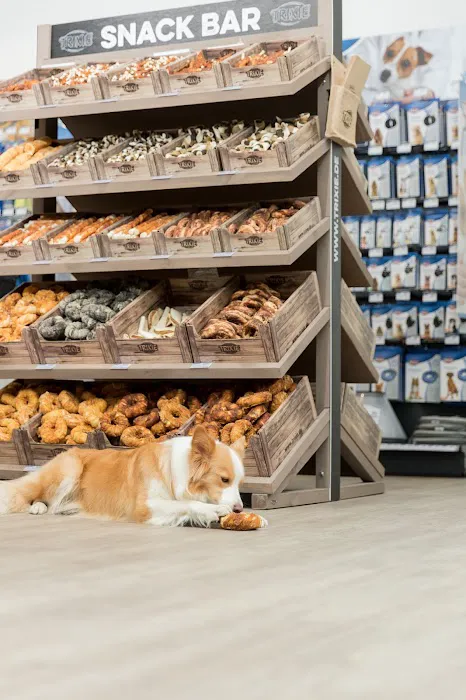 Paw Prints Picture 3