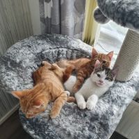 Pets at Home Leeds Crown Point ico