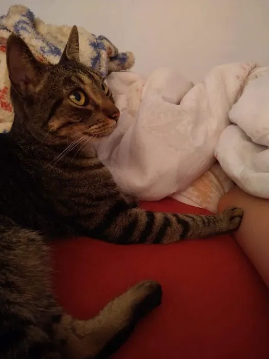 Pets at Home Leeds Crown Point Picture 6