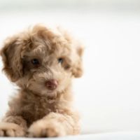 frank. Pet Surgeons. ico