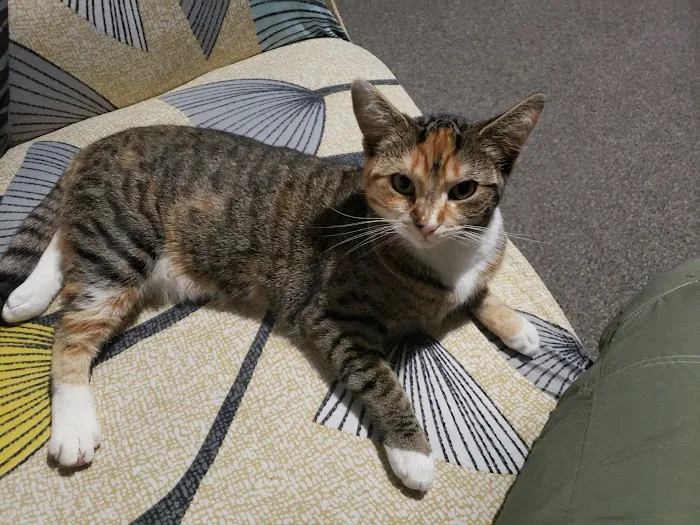 Vets for Pets - Bramley Picture 1