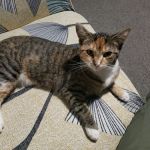 Vets for Pets - Bramley