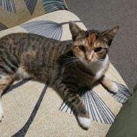 Vets for Pets - Bramley ico