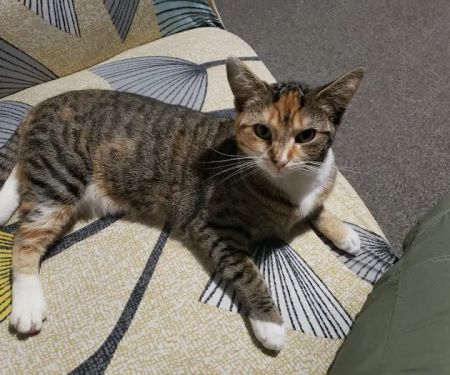 Vets for Pets - Bramley