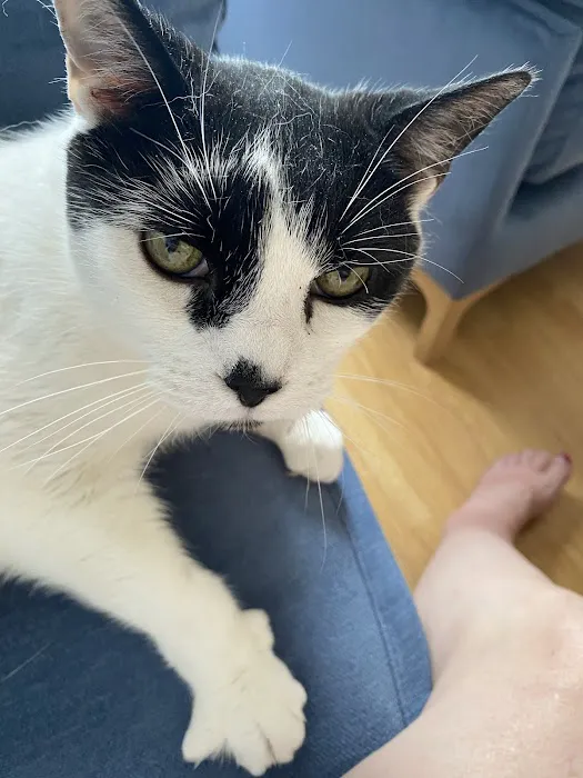 Vets for Pets - Bramley Picture 4