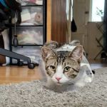 Beechwood Veterinary Group, Headingley Surgery