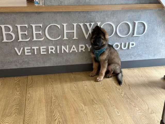 Beechwood Veterinary Group, Headingley Surgery Picture 9