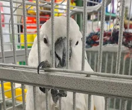 Paws for Thought Pet Centre