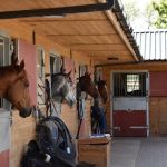 Louisa Purkiss Veterinary Physiotherapy