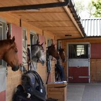 Louisa Purkiss Veterinary Physiotherapy ico