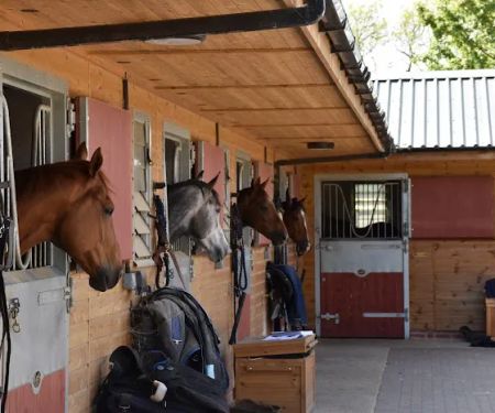 Louisa Purkiss Veterinary Physiotherapy