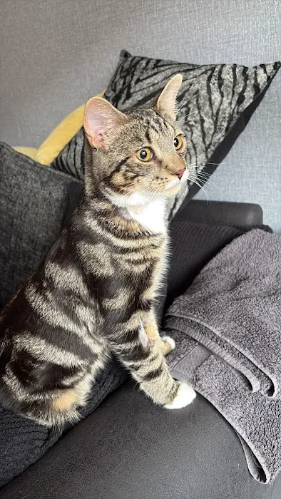 Vets for Pets - Leeds Kirkstall Picture 8