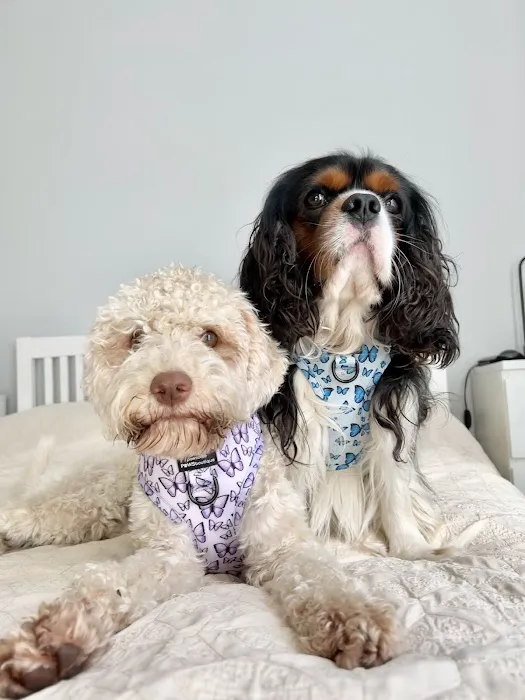 Pawsome Paws Boutique Ltd Picture 1