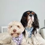 Pawsome Paws Boutique Ltd