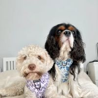 Pawsome Paws Boutique Ltd ico