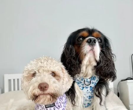 Pawsome Paws Boutique Ltd