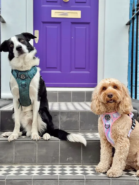 Pawsome Paws Boutique Ltd Picture 6